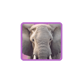 safari wilds symbol h elephant a